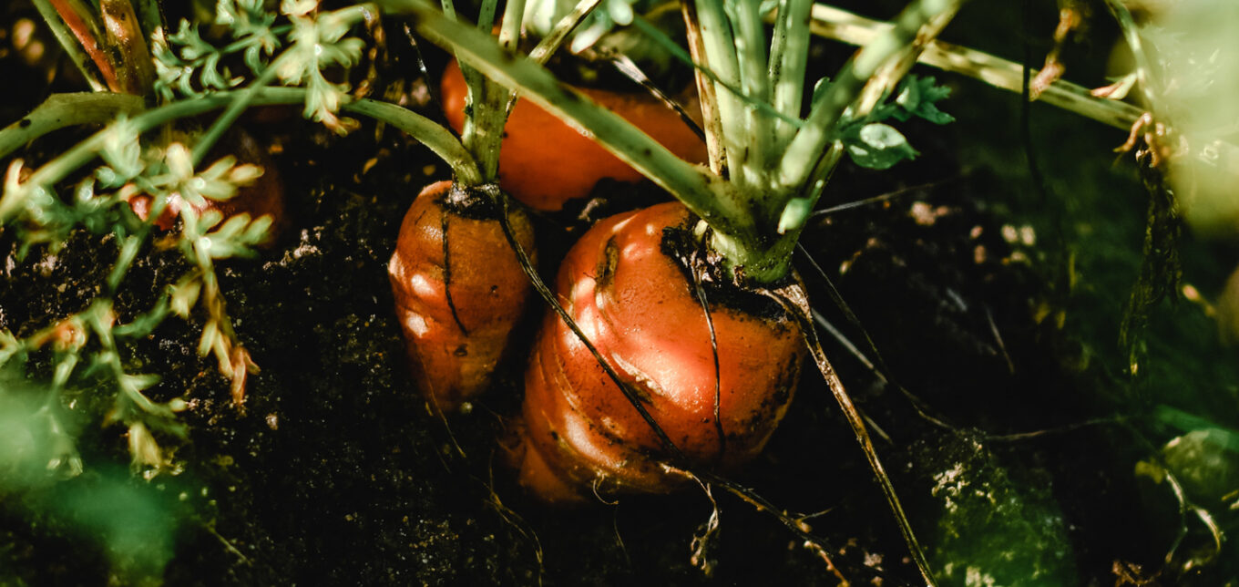 Where do Carrot Seeds Come from? – Mother Earth News - Vimarsana News